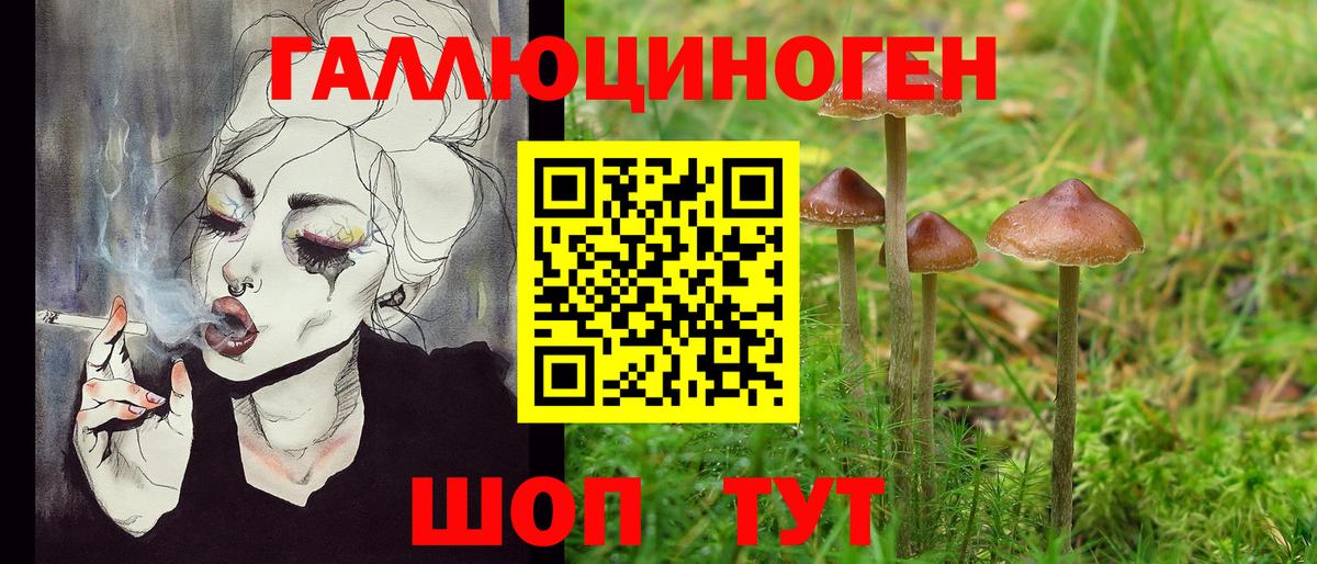 Галлюциногенные грибы Psilocybe Чита